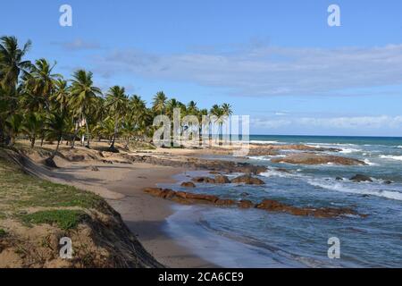 Palmen am Strand an sonnigen Tagen. Una, Bahia, Brasilien Stockfoto