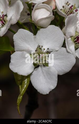 Blühende Callery Pear (Pyrus calleryana 'Capital') Stockfoto