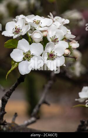 Blühende Callery Pear (Pyrus calleryana 'Capital') Stockfoto