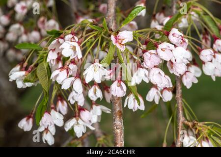 Blühende Weintraube oder Yoshino-Kirsche (Prunus x yedoensis 'Shidare-Yoshino') Stockfoto