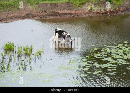 Kuh steht in einem Fluss Trinkwasser Stockfoto