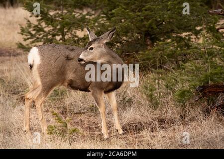 Mule Deer, Jasper National Park, Kanada Stockfoto