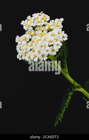 Nahaufnahme einer wilden Blume, bekannt als gemeinsame Schafgarbe auf schwarzem Hintergrund, wissenschaftlicher Name Achillea millefolium Stockfoto