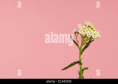Nahaufnahme einer wilden Blume, bekannt als gemeinsame Schafgarbe auf einem rosa Hintergrund, wissenschaftlicher Name Achillea millefolium Stockfoto