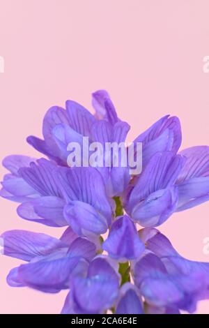 Nahaufnahme von violetten Blüten der europäischen Pflanze getufteten Vetch, Kuh Vetch oder Vogel Vetch , isoliert auf einem rosa Hintergrund, Vicia cracca Stockfoto