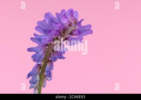 Nahaufnahme von violetten Blüten der europäischen Pflanze getufteten Vetch, Kuh Vetch oder Vogel Vetch , isoliert auf einem rosa Hintergrund, Vicia cracca Stockfoto