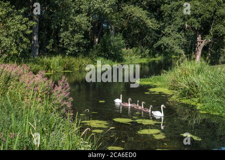 Eine Familie von Schweinen im Fluss Waveney in Hoxne Wier, Hoxne, Suffolk. Der Waveney Fluss ist die Grenze zwischen Suffolk links und Norfolk rechts. Stockfoto