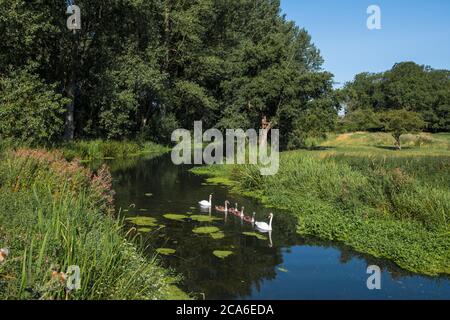 Eine Familie von Schweinen im Fluss Waveney in Hoxne Wier, Hoxne, Suffolk. Der Waveney Fluss ist die Grenze zwischen Suffolk links und Norfolk rechts. Stockfoto