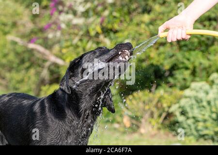 Porträt eines albernen schwarzen Labradors, der versucht, Wasser aus einem Gartenschlauch zu trinken Stockfoto