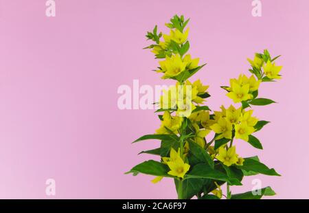 Gelbe europäische Blume gepunktete Loosestrife isoliert auf schwarzem Hintergrund , auch bekannt unter den Namen großer gelber Loosestrife, gefleckte Loosestrife Stockfoto