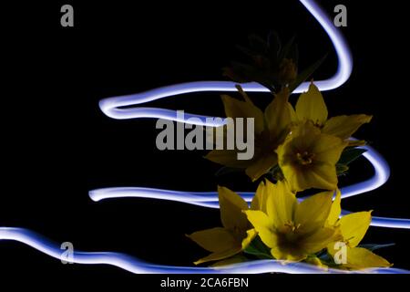 Gelbe europäische Blume gepunktet Loosestrife isoliert auf einem schwarzen Hintergrund Beleuchtet durch einen Lichtstreifen Stockfoto