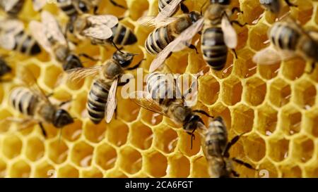 Bienen schwärmen auf Waben, extremes Makro. Die Insekten, die im hölzernen Bienenstock arbeiten, den Nektar aus Blütenpollen sammeln, schaffen den süßen Honig. Konzept von Stockfoto