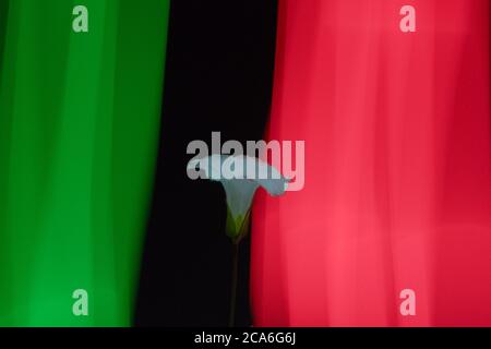 Weiße Blume unter Dunkelheit symbolisiert Frieden, vor einer italienischen Flagge aus Farblichtern mit langer Belichtung Stockfoto