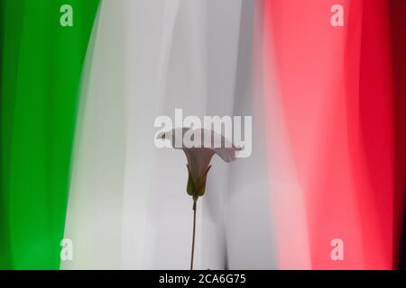 Weiße Blume unter Dunkelheit symbolisiert Frieden, vor einer italienischen Flagge aus Farblichtern mit langer Belichtung Stockfoto