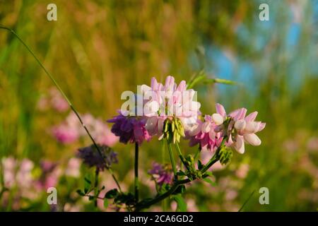 Schöne wilde Blume Purple Crown Vetch unter dem Sonnenlicht, wissenschaftlicher Name Coronilla Varia Stockfoto