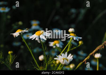 Eine Gruppe von wilden europäischen Blumen geruchlose Kamille von der Sonne in einem warmen Frühlingsabend beleuchtet, Tripleurospermum inodorum Stockfoto