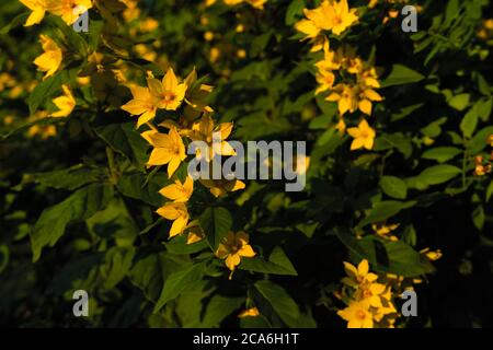 Gelbe europäische Blume gepunktete Loosestrife, auch bekannt unter den Namen großer gelber Loosestrife, gefleckte Loosestrife, Lysimachia punctata Stockfoto