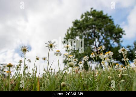 Sommer ruhige Wiesenlandschaft mit Ochsenauge Gänseblümchen Blumen, Gras, Baum und Wolken. Ansicht von unten. Stockfoto