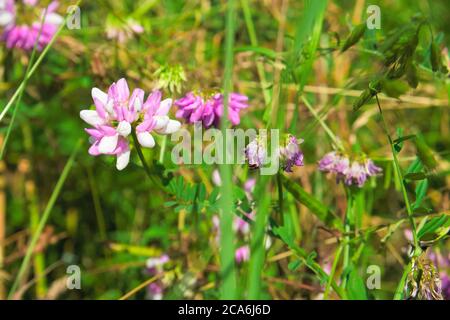 Schöne wilde Blume Purple Crown Vetch unter dem Sonnenlicht, wissenschaftlicher Name Coronilla Varia Stockfoto