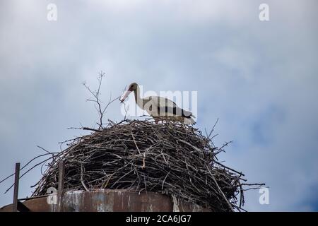 Weißstorch im Nest aus Zweigen Stockfoto