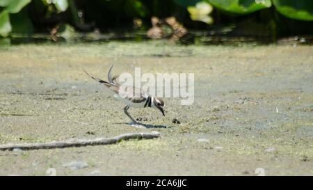 Ein Killdeer (Charadrius vociferus) an einem Strand in Whitby, Ontario, Kanada Stockfoto