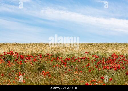 Mohnblumen wachsen vor einem Weizenfeld, in der Landschaft von Sussex Stockfoto