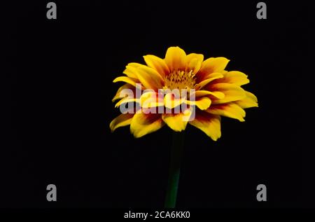 Isolierte Zinnia in der Dunkelheit durch ein einziges Licht beleuchtet Quelle Stockfoto