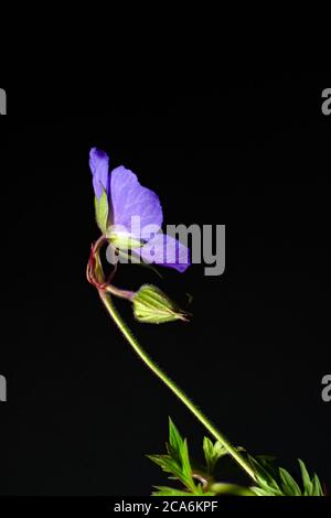 Lila Blume Kranichschnabel auf schwarzem Hintergrund, wissenschaftlicher Name Geranium Rozanne Stockfoto