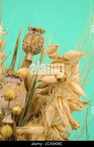 Bouquet von geernteten trockenen Früchten, eine Tradition für das Erntefest in europäischen Ländern Stockfoto