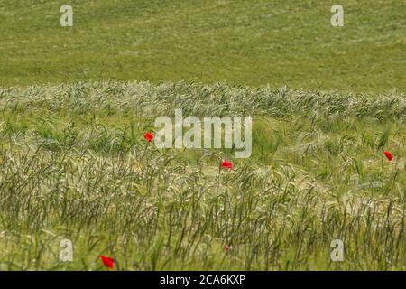 Ein Weizenfeld und rote Mohnblumen Stockfoto