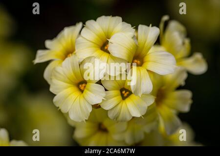 Sisyrinchium striatum blüht, mit einer geringen Schärfentiefe Stockfoto
