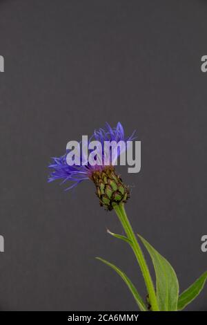 Bergkornblume oder Junggesellenknopf, Blume mit violetten Strahlen oder segmentierten Blütenblättern auf gelbem Hintergrund, wissenschaftlicher Name Centaurea montana Stockfoto