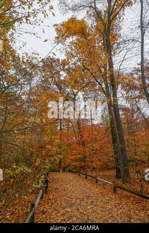 The Bronx, New York, USA: Herbstszene eines Paares, das auf einem Wanderweg im 250 Hektar großen Botanischen Garten von New York geht, der 1891 gegründet wurde. Stockfoto