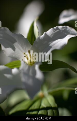 Trillium, eine Frühlingswildblume, New York State, USA. Stockfoto