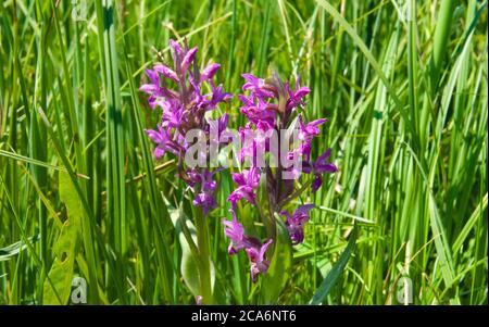 Westliche Sumpforchidee in einem Moor, in einer Wiese umgeben von hohem Gras, wissenschaftlicher Name Dactylorhiza majalis Stockfoto