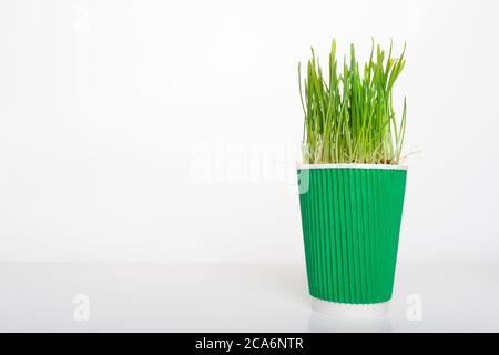 Einweg-Kaffee-Papier Kunststoff-Tasse mit grünem Gras wächst aus ihm. Supereda und Microgreens, zusammen mit Abfall, der den Planeten verschmutzt. Stockfoto