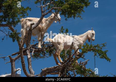 Zwei weiße Ziegen auf einem Arganbaum, Marokko Stockfoto