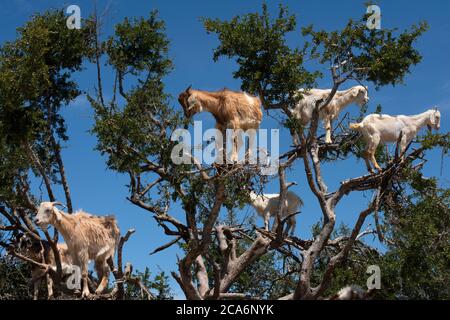 Krone Arganbaum mit weißen Ziegen auf Ästen vor blauem Himmel Hintergrund, Marokko Stockfoto