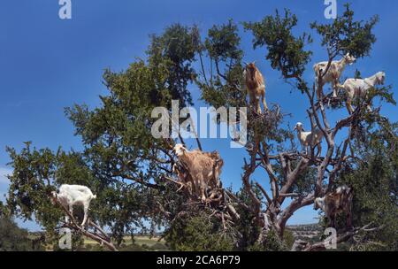 Krone Arganbaum mit weißen Ziegen auf Ästen vor blauem Himmel Hintergrund, Panorama, Marokko Stockfoto