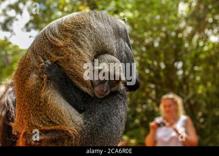 Baby Sykes' Samango-Affe (Cercopithecus albogularis) hält sich an ihre Mutter, die von verschwommenem Touristen im Hintergrund fotografiert wird. Gede, Watamu regio Stockfoto