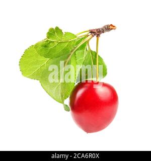 Rote Mirabele Pflaumen (Prunus domestica syriaca) Frucht mit grünem Blatt und Stiel isoliert auf weißem Hintergrund Stockfoto