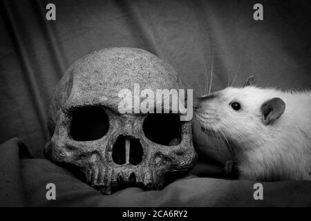 PET Ratte spielen in der Nähe von alten zerfallenen menschlichen Schädel als Pest Konzept Stockfoto