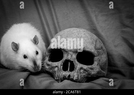 PET Ratte spielen in der Nähe von alten zerfallenen menschlichen Schädel als Pest Konzept Stockfoto