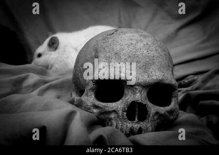 PET Ratte spielen in der Nähe von alten zerfallenen menschlichen Schädel als Pest Konzept Stockfoto