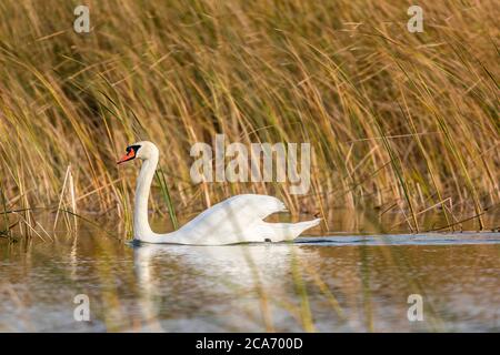 Erwachsene Mute Swan gleiten durch eine grasbewachsene Wasserstraße. Stockfoto