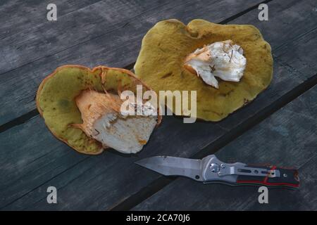 Boletus edulis Pilze auf alten hölzernen Hintergrund.Herbst Cep Pilze.Gourmet-Essen. Stockfoto