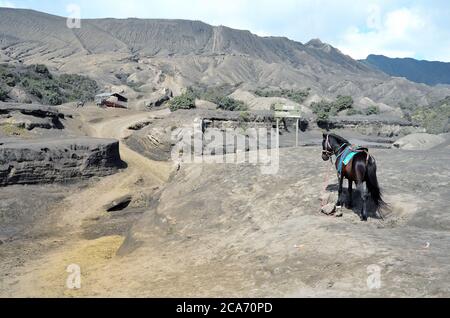 Vermietung von Pferden in der Nähe von Mount Bromo in Ost-Java, Stockfoto