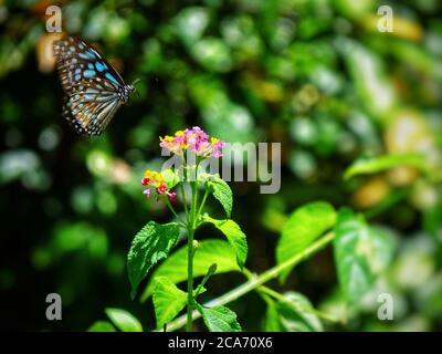 Schmetterling, der auf einer Blume landet Stockfoto