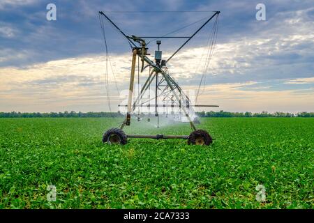 Bewässerung von Rüben in einem großen Feld mit einer selbstfahrenden Sprinkleranlage mit einer mittleren Schaukel. Moderne landwirtschaftliche Technologien. Industrieproduktion Stockfoto