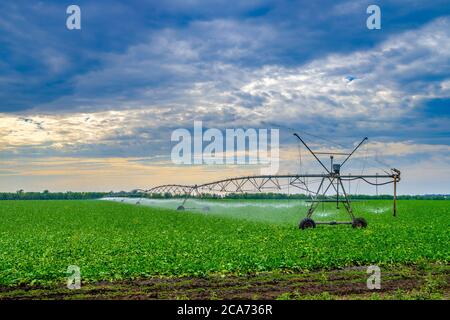 Bewässerung von Rüben in einem großen Feld mit einer selbstfahrenden Sprinkleranlage mit einer mittleren Schaukel. Moderne landwirtschaftliche Technologien. Industrieproduktion Stockfoto